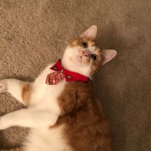 Meet your Posher, Anne